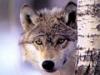 loup-23-s120-8.jpg